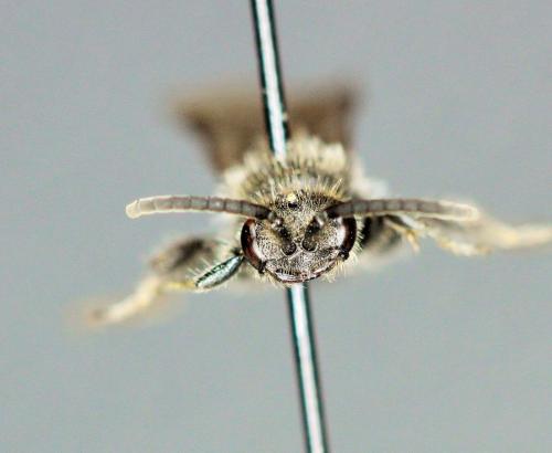 Pseudotiphia villosa